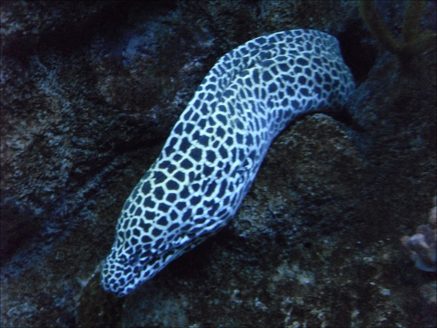 moray eel